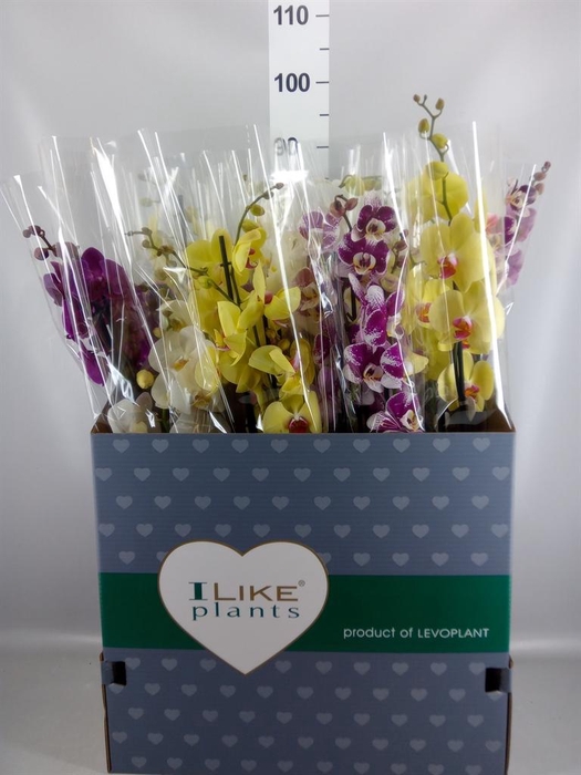 <h4>Phalaenopsis   ...mix</h4>