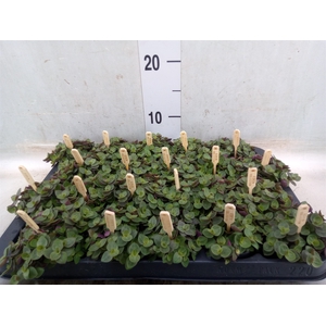 Callisia repens 'Turtle'