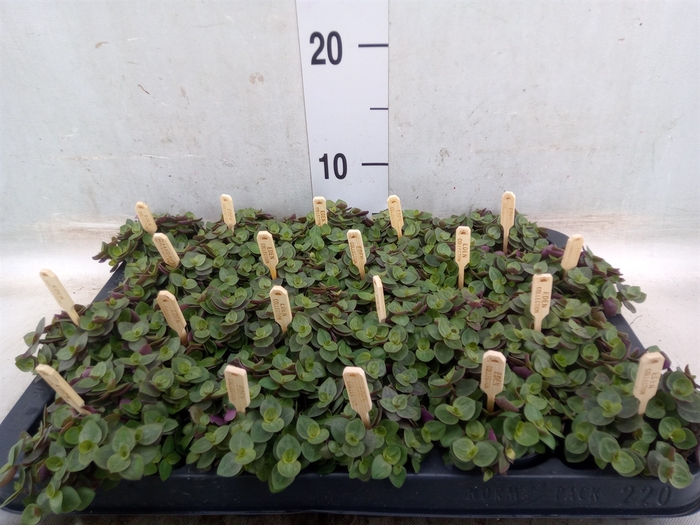 <h4>Callisia repens 'Turtle'</h4>