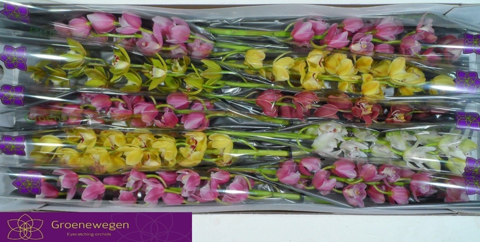 <h4>CYMB MI GEM</h4>