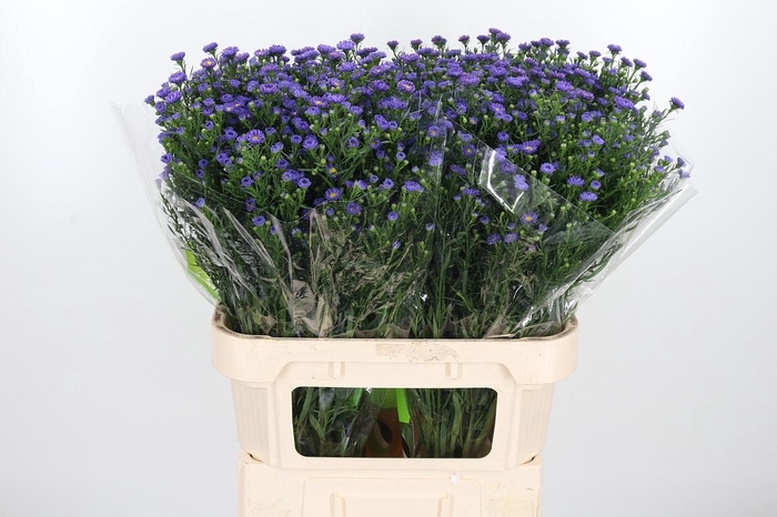 <h4>Ast Teeny Tiny Blue</h4>