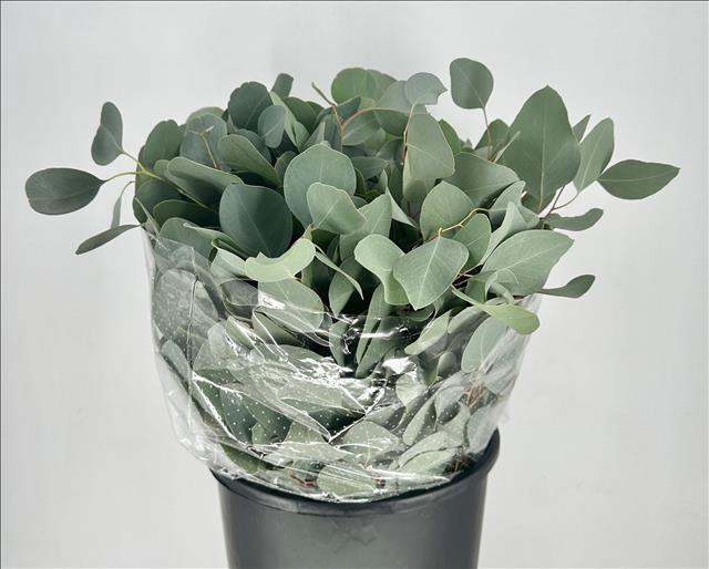 Euc. Populus Leaf Short