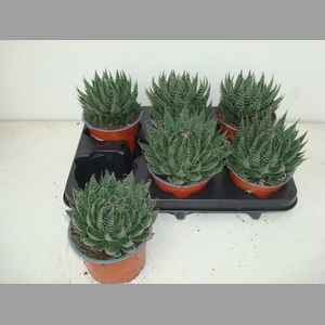 ALOE ARISTATA