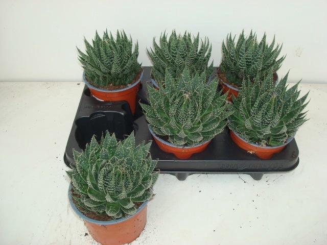 <h4>ALOE ARISTATA</h4>