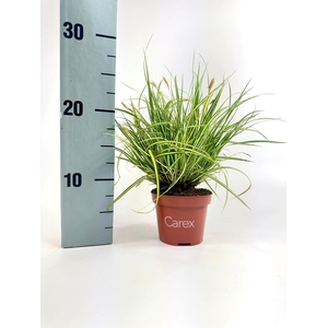 Carex Evergold p10,5