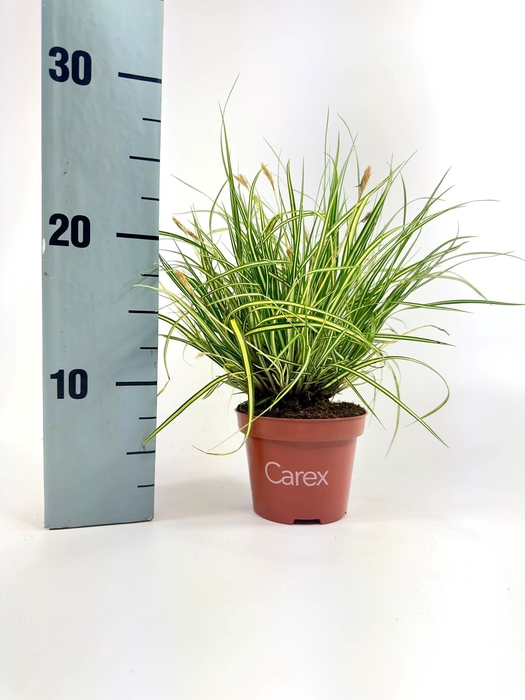 <h4>Carex Evergold p10,5</h4>