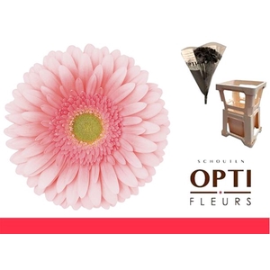 Gerbera Romella Water