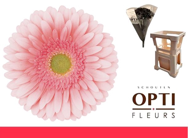 <h4>Gerbera Romella Water</h4>