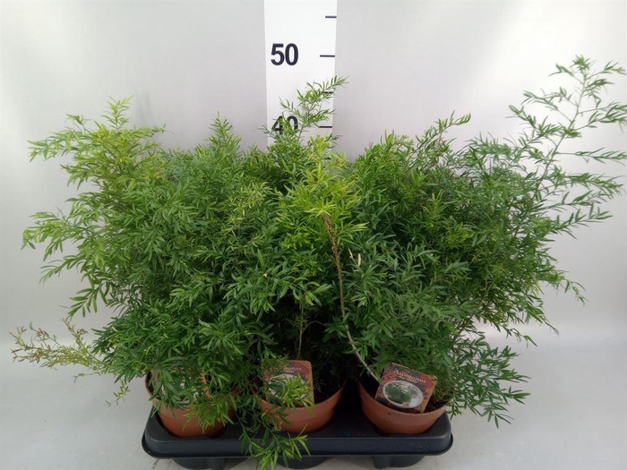 <h4>Asparagus dens. 'Cwebe'</h4>