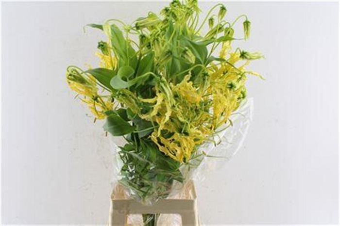 <h4>Gloriosa Rutea</h4>