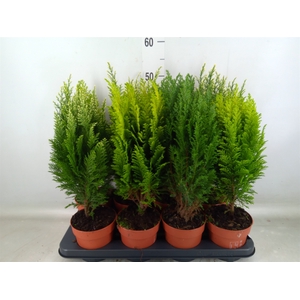 Conifers   ...mix