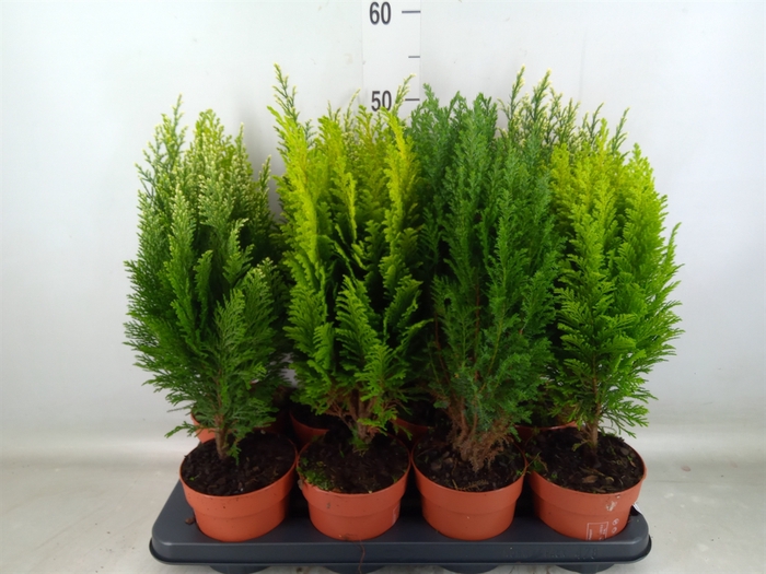 <h4>Conifers   ...mix</h4>