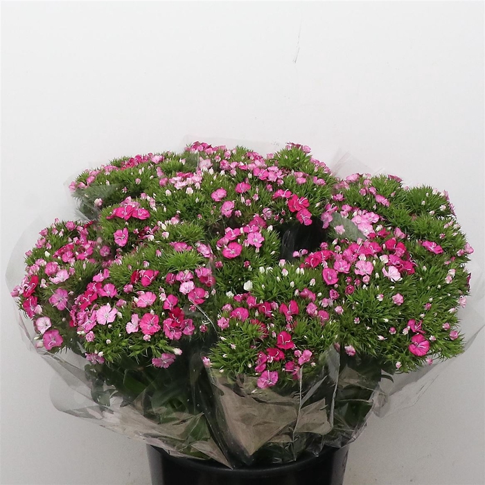 <h4>Di Barb Amazon Pink</h4>