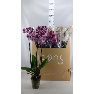 Phalaenopsis   ...mix  7