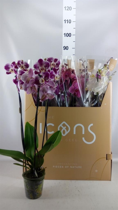 <h4>Phalaenopsis   ...mix  7</h4>