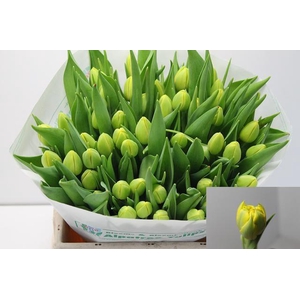 TU DU DOUBLE TROUBLE