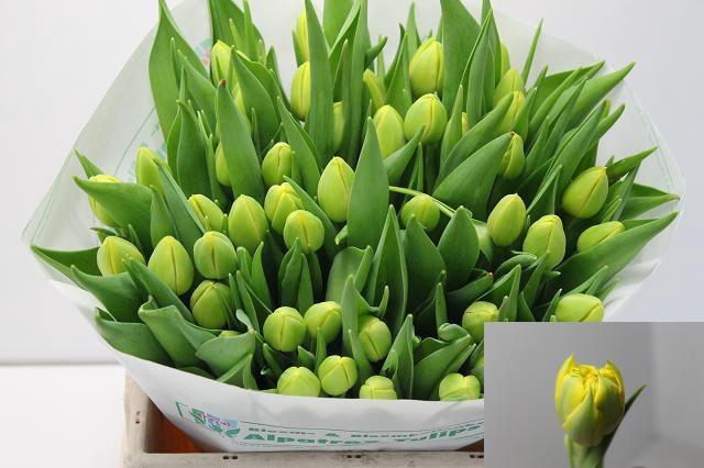 <h4>TU DU DOUBLE TROUBLE</h4>