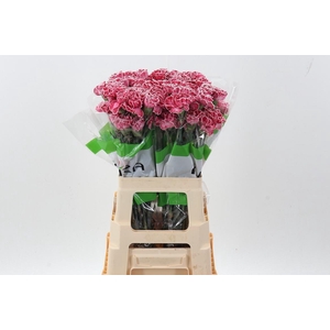 Di St Tinted Lipstick