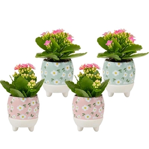 KALANCHOE BLOSSF P6 MEADOW