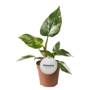 Philodendron overig
