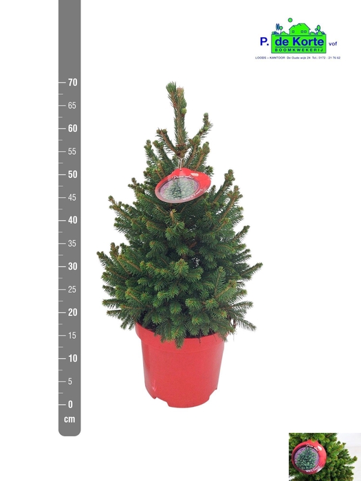 <h4>PICEA AB WILLS ZWERG</h4>