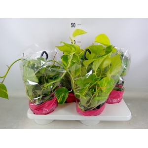 Epipremnum pinn.   HG  ...mix