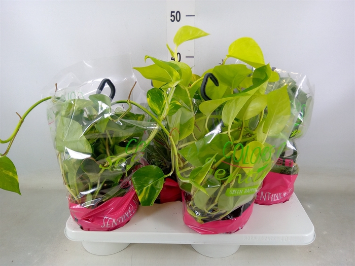 <h4>Epipremnum pinn.   HG  ...mix</h4>