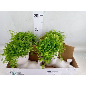 Arr.   Kamerplant Groen L%