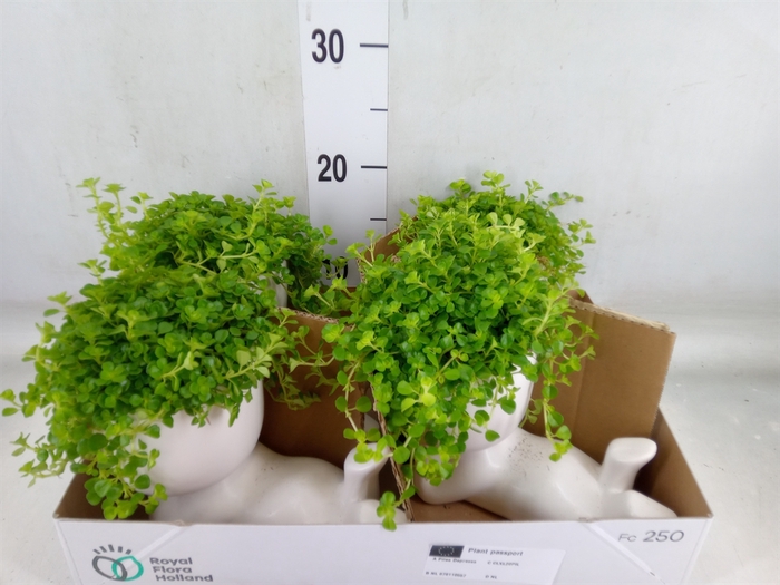 <h4>Arr.   Kamerplant Groen L%</h4>
