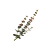 Eucalyptus Cinerea Green Red