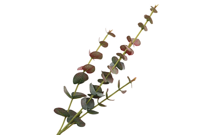<h4>Eucalyptus Cinerea Green Red</h4>