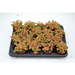 Fittonia Mosaic Skeleton