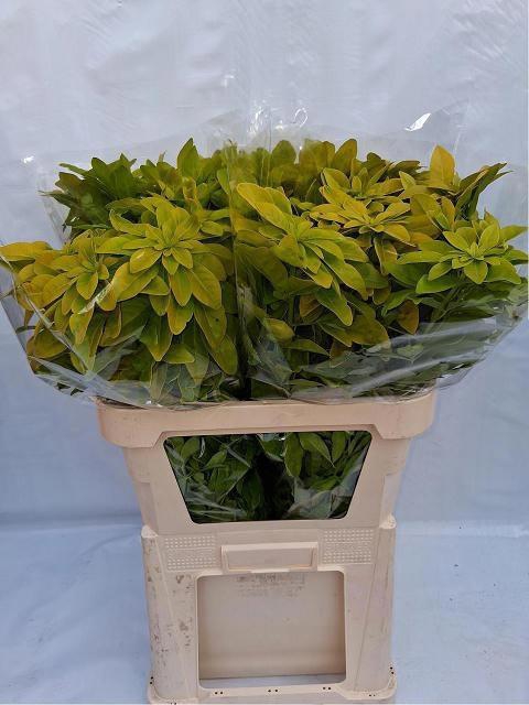 <h4>CHOISYA TE LICH</h4>