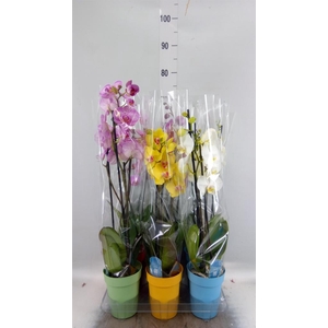 Phalaenopsis   ...mix  5