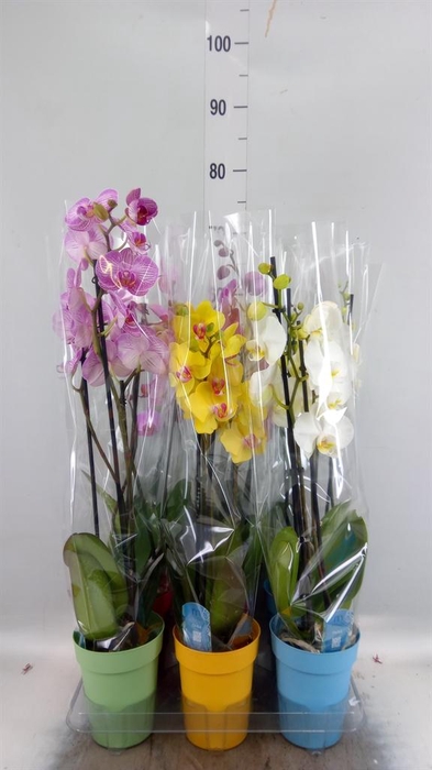 <h4>Phalaenopsis   ...mix  5</h4>