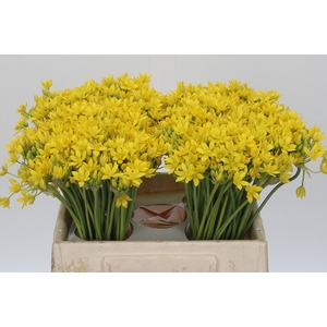 Allium Moly Jeannine