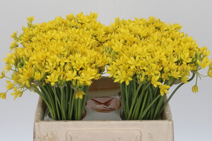 <h4>Allium Moly Jeannine</h4>