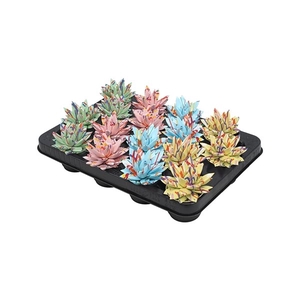 Echeveria coloured Splash pastel mix