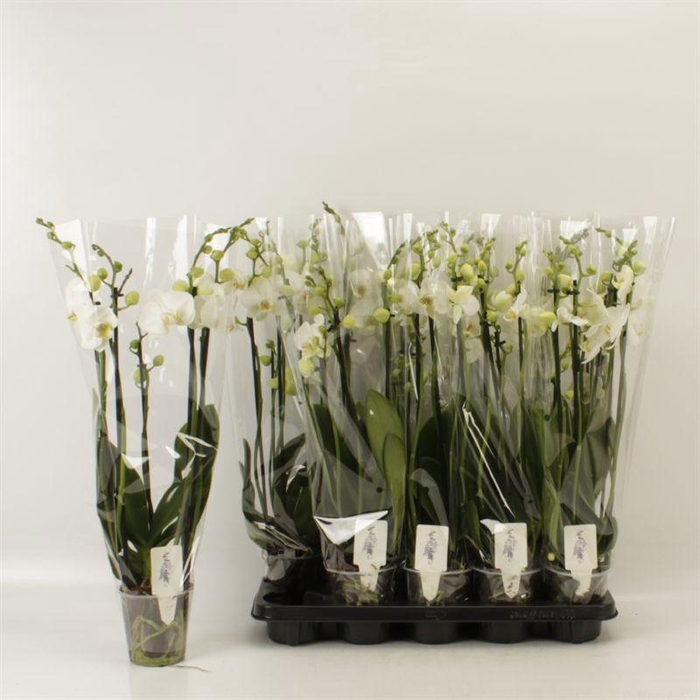 <h4>PHAL OV WIT</h4>