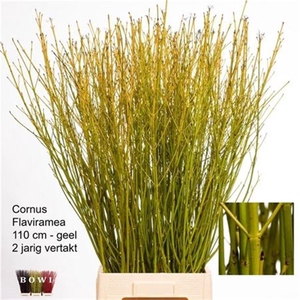 Cornus S Flaviramea Vertakt