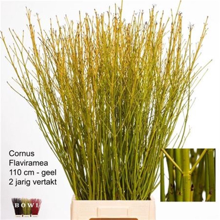 <h4>Cornus S Flaviramea Vertakt</h4>