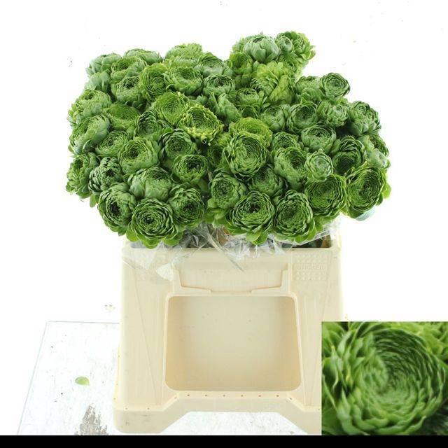 <h4>RANUNCULUS OV</h4>