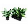 Ag Gr Paint Princess P17 60cm.