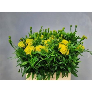 Tagetes E Nos Limegreen