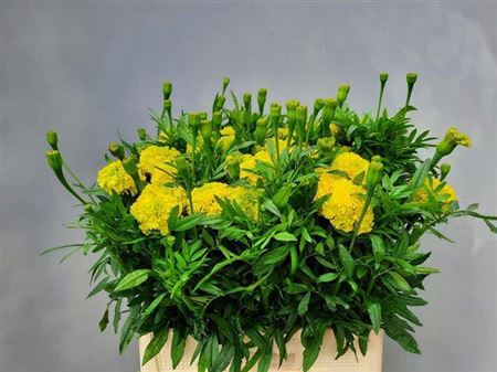 <h4>Tagetes E Nos Limegreen</h4>