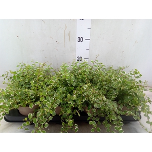 Ficus pumila 'White Sunny'
