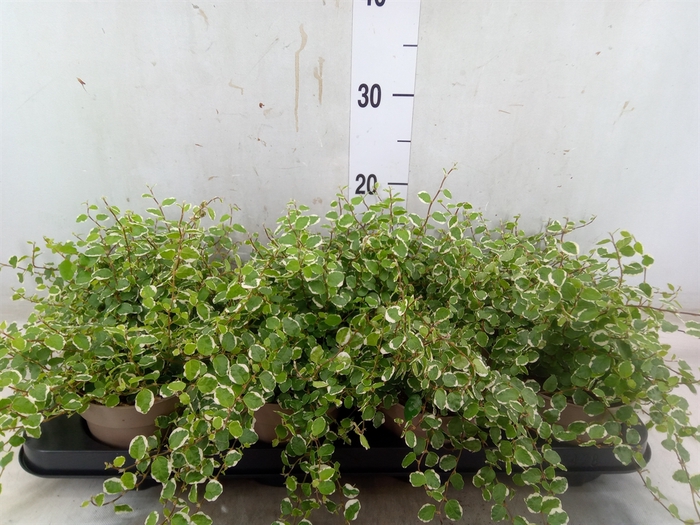 <h4>Ficus pumila 'White Sunny'</h4>