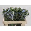 Oxypetalum Tweedia Blue