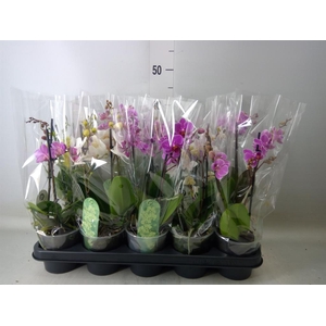 Phalaenopsis multi.   ...mix  4