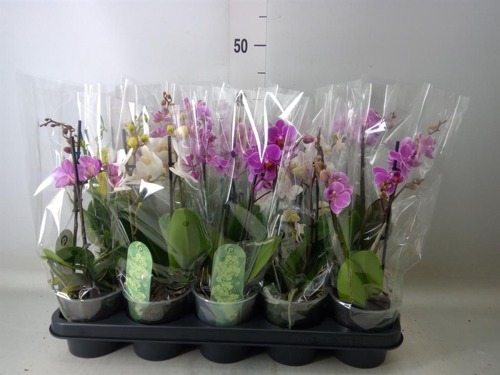 <h4>Phalaenopsis multi.   ...mix  4</h4>